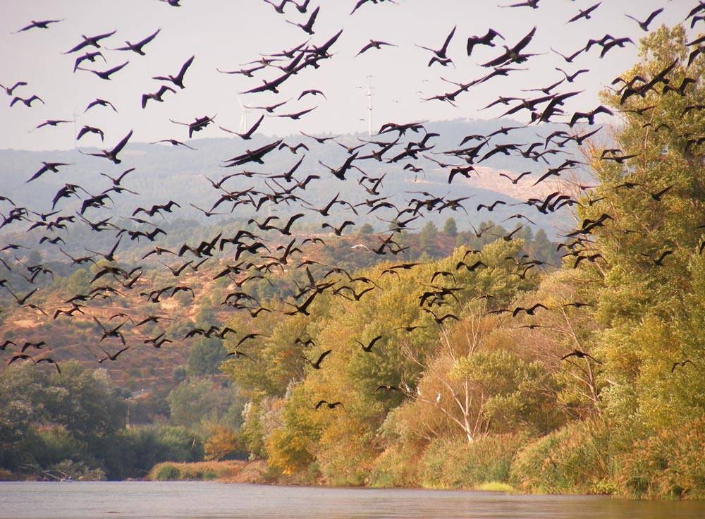 estol de corbs marins aixecant el vol per damunt del riu Ebre