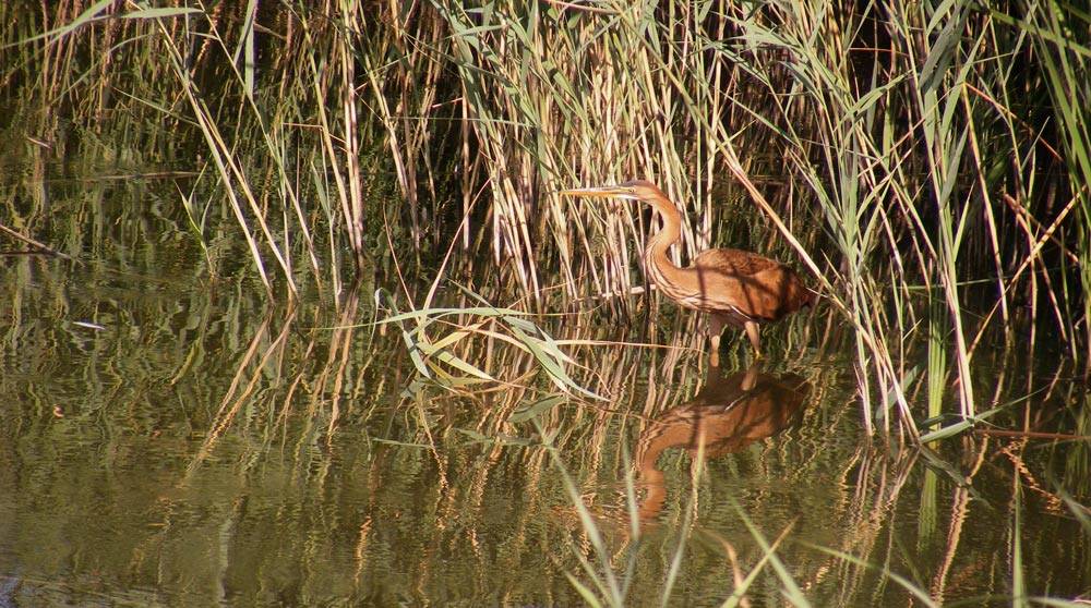 agró roig a la vora del riu Ebre